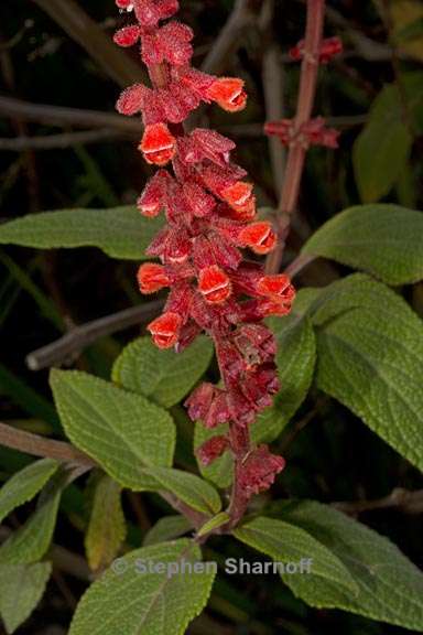 salvia confertiflora 1 graphic